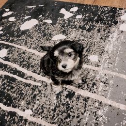 Havanese Puppies from Sweet Southern Havanese