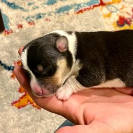 Bowie - Black and white male Cardigan Welsh Corgi puppy in Lebanon, Pennsylvania from Long Acre Farm