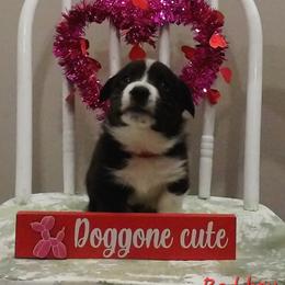 Red - Black and white male Cardigan Welsh Corgi puppy in Lynchburg, Ohio from Old Iron Farm