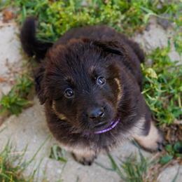 German Shepherd Puppies from Zwinger Vom Rabenauge