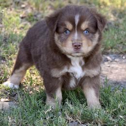Crackle - Red tri female Miniature Australian Shepherd puppy in Evant, Texas from Lazy VT Bar Ranch