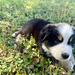 Australian Shepherd Puppies from Spicewood Mini Aussies