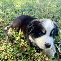 Australian Shepherd Puppies from Spicewood Mini Aussies