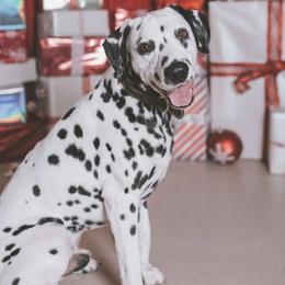 Casper - Dalmatian