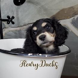 Dachshund Puppies from FleuryDachs