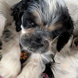 Bobby - Blue roan and tan male Cocker Spaniel puppy in Hernando, Florida from Blackwater Kennel