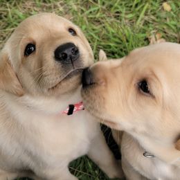 Labrador Retrievers from Walz's Summer Day's British Labs