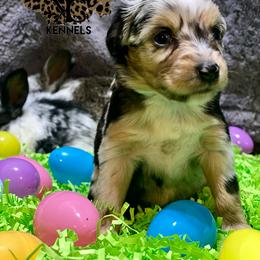 Reign - Miniature Australian Shepherd puppy in La Salle Parish, Louisiana from Diamond KC Kennels