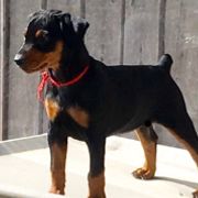 German Pinscher and Havanese Puppies from Iron Heart Kennels