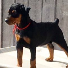 German Pinscher and Havanese Puppies from Iron Heart Kennels
