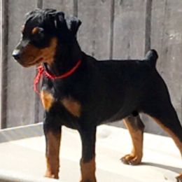 German Pinscher and Havanese Puppies from Iron Heart Kennels