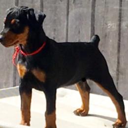 German Pinscher and Havanese Puppies from Iron Heart Kennels