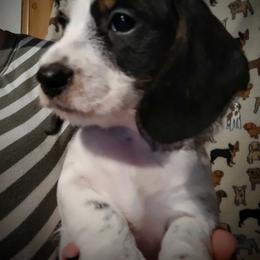 Dachshund and Poodle Puppies from Norman's Mini doxies