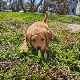 Scooby - Apricot male Goldendoodle puppy in Daytona Beach, Florida from Beach Doodles