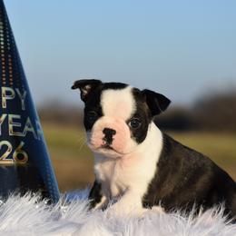 Grace - Black and white female Boston Terrier puppy in Gober, Texas from Trigger Time Kennels