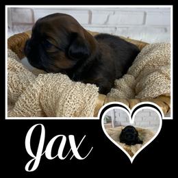 Jax - Sable male Shih Tzu puppy in Chico, California from North State Shih tzus