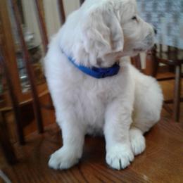 Golden Retriever Puppies from Golden family companion's