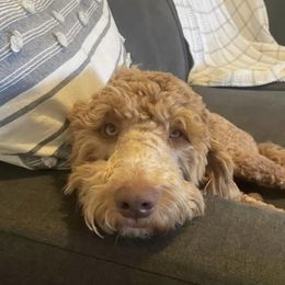 Nugget - Goldendoodle