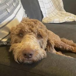 Nugget - Goldendoodle