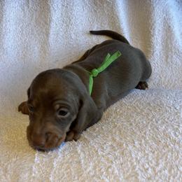 Hershey - Chocolate and tan male Dachshund puppy in Mocksville, North Carolina from The Dachs of Hazzard Dachshunds