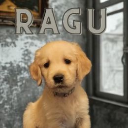 Boy 3 - male Golden Retriever puppy in Phoenix, Arizona from Ashrose Kennels