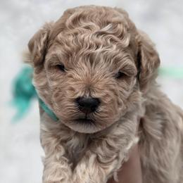 Rafeal - Yellow and white male Bernedoodle puppy in Vernon, Texas from Sugarland's Texas Goldendoodles
