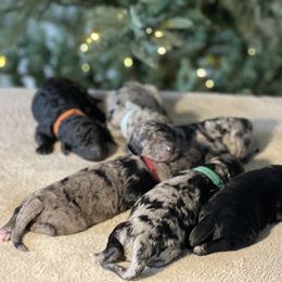 Goldendoodle Puppies from Merced Doodles