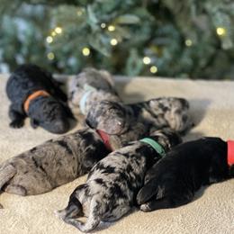 Goldendoodle Puppies from Merced Doodles