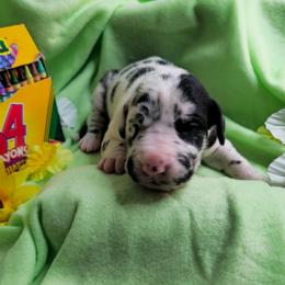 Jazzberry - Harlequin female Great Dane puppy in Brookings, South Dakota from Debonair Danes