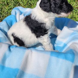 Poodle Puppies from C&K's Poodle Patch