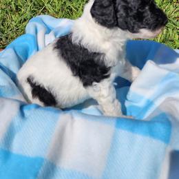 Poodle Puppies from C&K's Poodle Patch