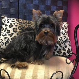 BamBam - Yorkshire Terrier