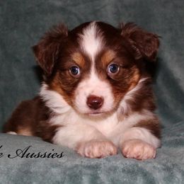 Toy Australian Shepherds from Lazo’s Little Aussies