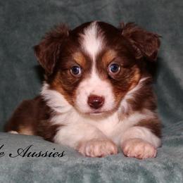 Toy Australian Shepherds from Lazo’s Little Aussies