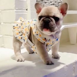 French Bulldog Puppies from The Midwest Frenchies