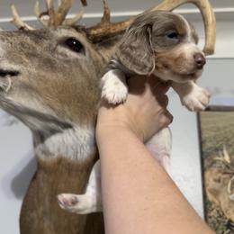 Vixen AKC - Piebald female Dachshund puppy in Erie, Michigan from Champagne’s Grinch Toe’d Dachshunds