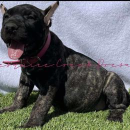 Perro de Presa Canario Puppies from Mesquite Creek Kennels