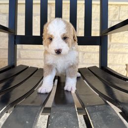 ELLA - Red female Bernedoodle puppy in Corpus Christi, Texas from The Henke Doodles