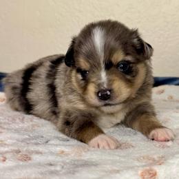 Chester - Blue merle male Miniature American Shepherd puppy in Tonasket, Washington from V5 Aussies