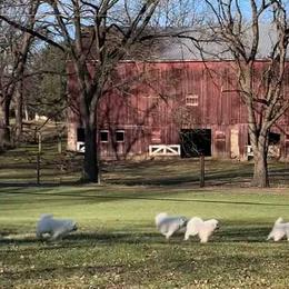 Samoyed Puppies from Velvet Sky Samoyeds (Puppies Due 3/26/22) Accepting applications now