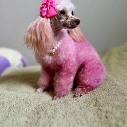 AKC Cookie 5lbs - Cream female Poodle puppy in Kentucky from Deerly Poodles