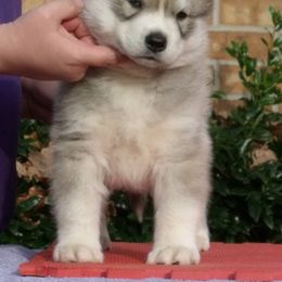 Shiba Inu and Siberian Husky Puppies from Mirage Siberians