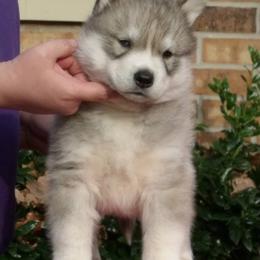 Shiba Inu and Siberian Husky Puppies from Mirage Siberians
