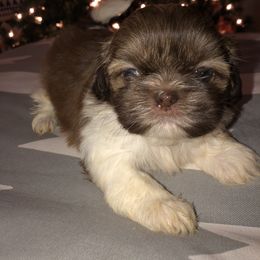 Shih Tzu Puppies from Moore Shih Tzus
