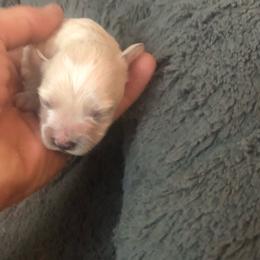 Eve - White female Maltipoo puppy in Hudson, Indiana from A&G Maltipoos