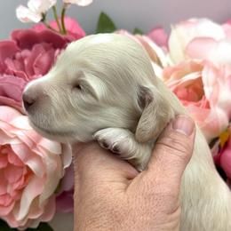 Lincoln - Cream male Dachshund puppy in Exeter, California from Sawtooth Miniature Dachshunds