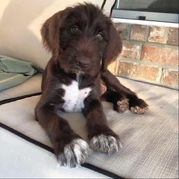 German Wirehaired Pointer Puppies from Afterhours German Wirehaired Pointers