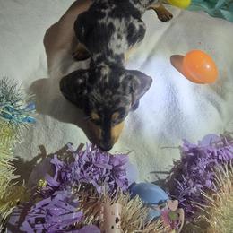 Dachshund Puppies from Divine Doxies LLC