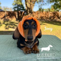 Joey - Black and tan male Dachshund puppy in Royse City, Texas from Truehearted Miniature Dachshunds