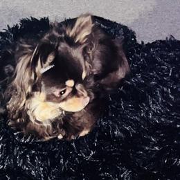 Chihuahuas from Chihuahua casa
